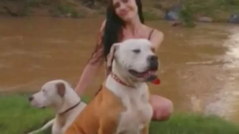 Brisbane City Council pursues owner of pit bulls after jogger attack