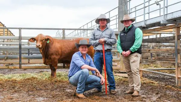 'Even better in the flesh': top-priced bull at Roma Droughtmaster Sale a standout
