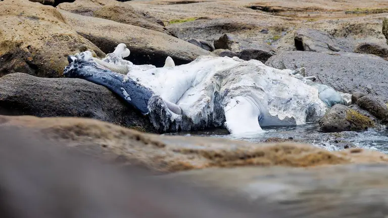 Whale carcass washes ashore for third time, another Sydney beach closed