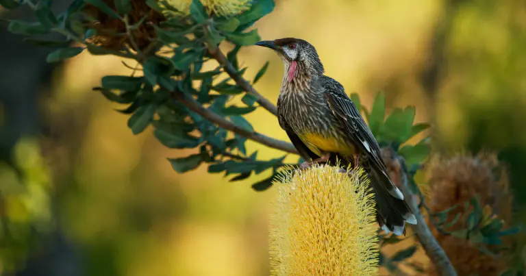 10월 호주 새 세기(Aussie Bird Count) 참여 방법