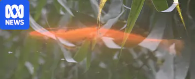 Fines of up to $120k for dumping pet fish in Adelaide river