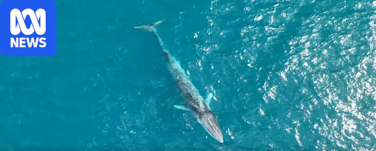 Second-longest whale photographed in rare sighting off WA's coast