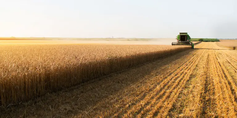 Wheat prices up, but not from shortage
