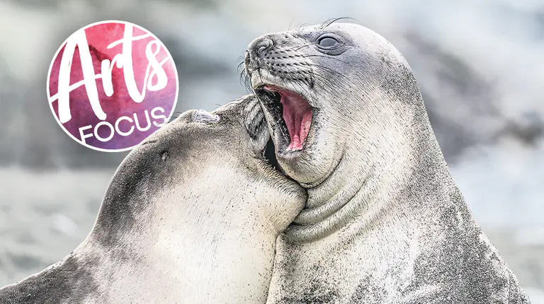 Wildlife photo seals the moment