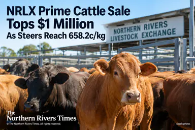 NRLX Store Cattle Sale Surpasses $2.14 Million As Steers Reach 638.2c/kg