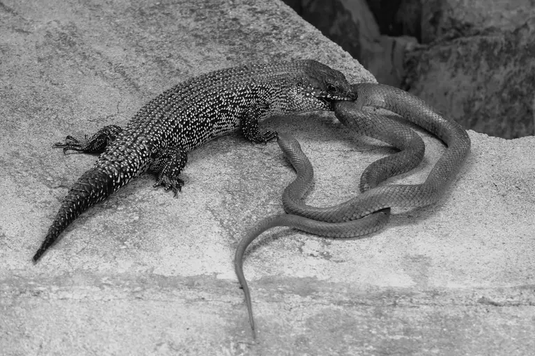 Reptilian Encounter captures rare moment