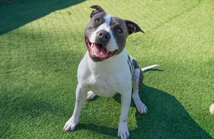 RSPCA ACT’s Pets of the Week: Lottie and Freddy