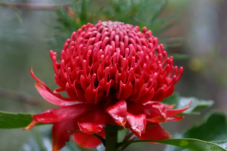 如何在自家花园种植蓝花山龙眼