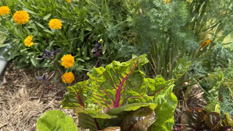 October in the garden