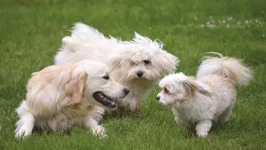 珀斯发现致命犬类病毒，City of Stirling（斯特林市政府）被迫推迟“最受期待”的活动之一