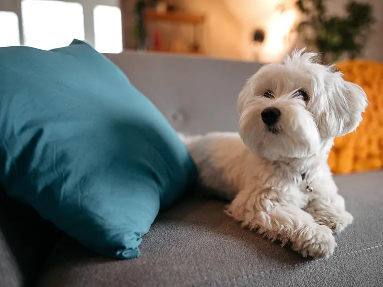 How ‘pet zones’ can help keep your house tidy