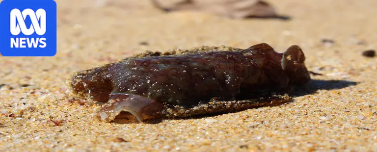 Toxic sea hares wash up on NSW beach, posing threat to pets