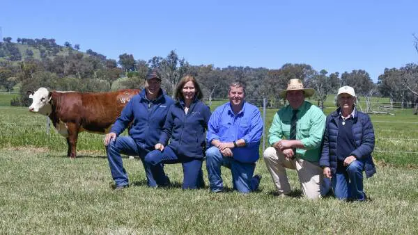 Two days, 640 lots, see the results from the Wirruna Poll Herefords female dispersal sale