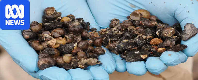 'Glimmer of hope' as near-extinct Darling River snails discovered