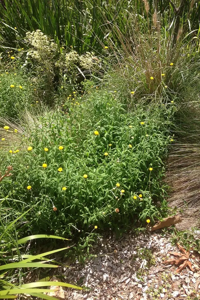 Bright as a button and in flower now