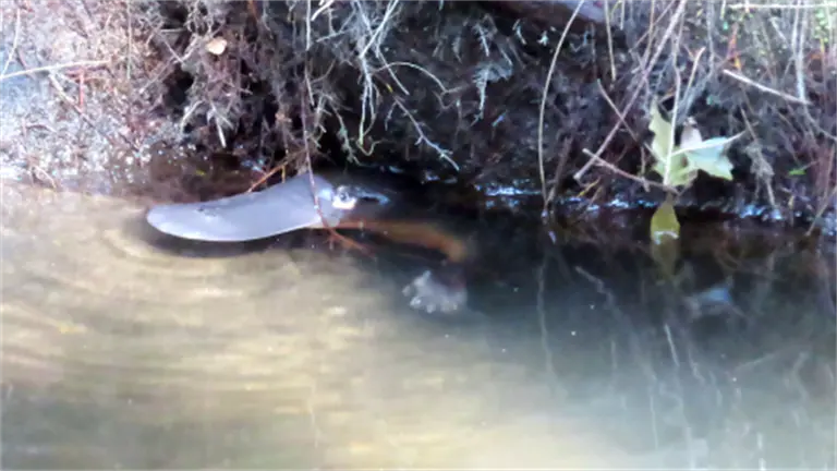 Platypus project paints positive population picture