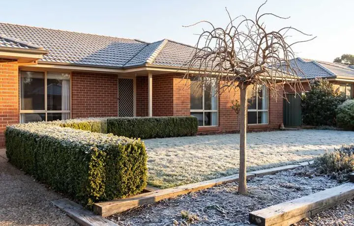 The trees and hedges that cope with a Canberra winter