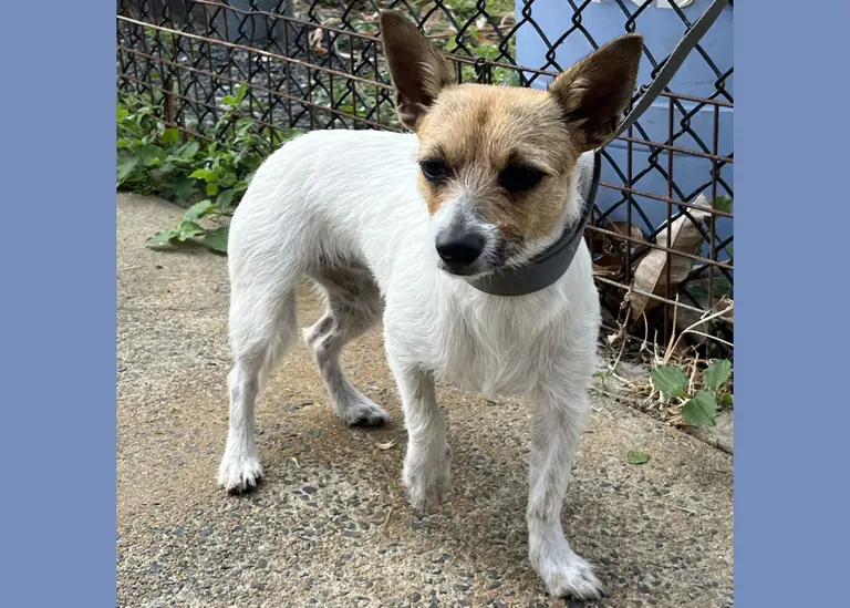 库克镇一只雌性梗犬混种犬被收容
