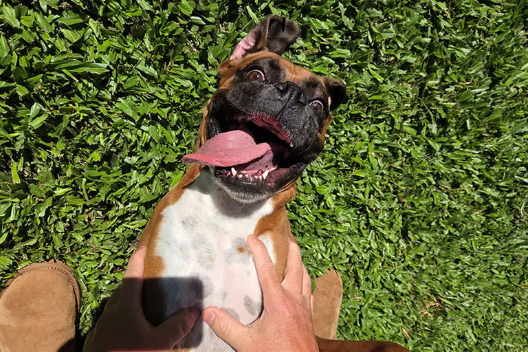 Fraser Coast’s cutest dog competition returns