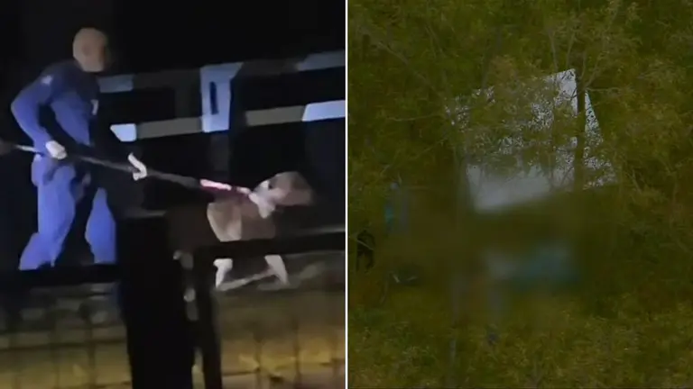Chermside body discovery: Police probe possible link to horror dog attack