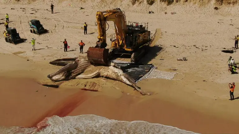Eye-watering $180,000 whale carcass bill sparks Cambridge councillor to demand the State pay up