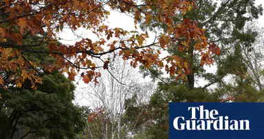 ‘False autumn’: stressed trees drop leaves early after scorching English summer