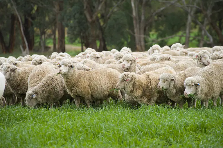 Four sheep dead after sickening night of alleged animal cruelty