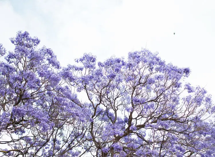 Kirribilli road closures for Jacaranda season start this weekend