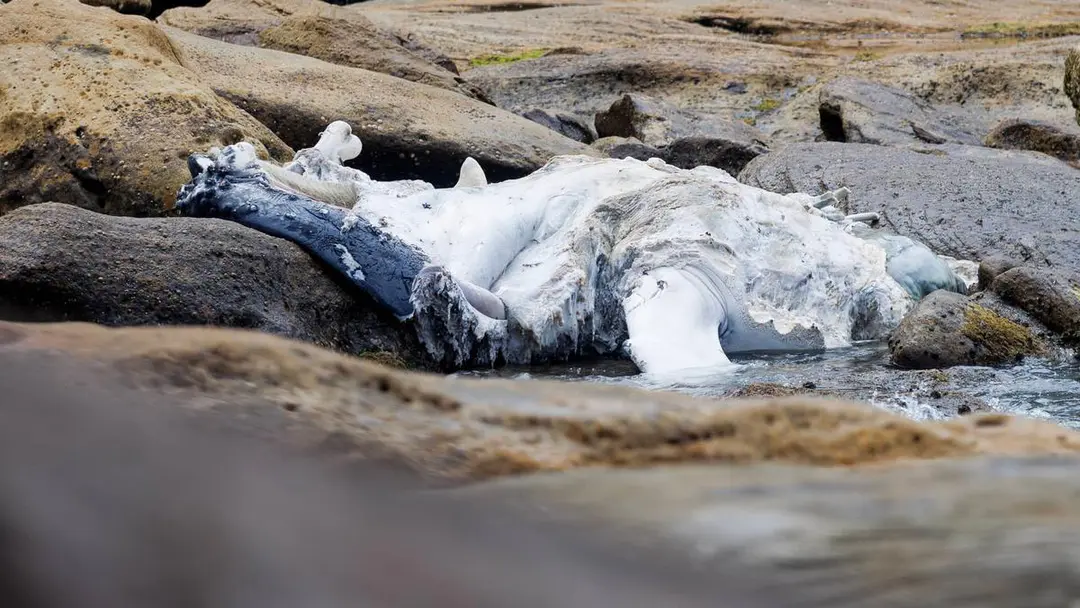 Whale carcass washes ashore for third time, another Sydney beach closed