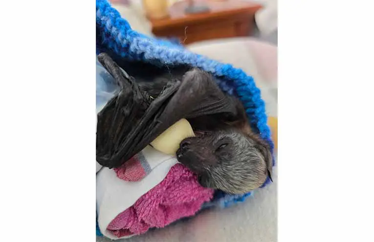 Unusually warm weather behind mass bat starvation on Mid North Coast