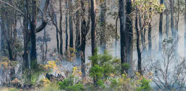 While some eucalypts are hard to kill, climate change may test the ability of others to survive