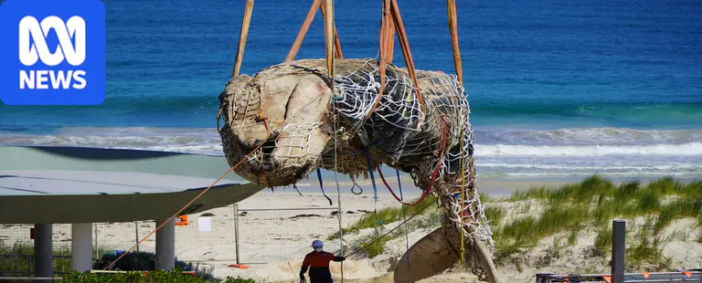 Massive whale carcass leaves council with $180k bill, budget headache