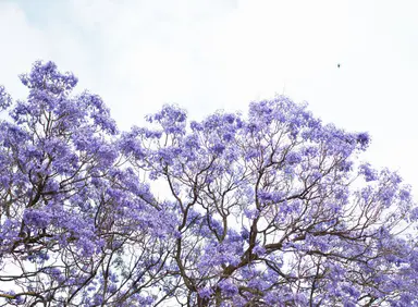 Kirribilli road closures for Jacaranda season start this weekend