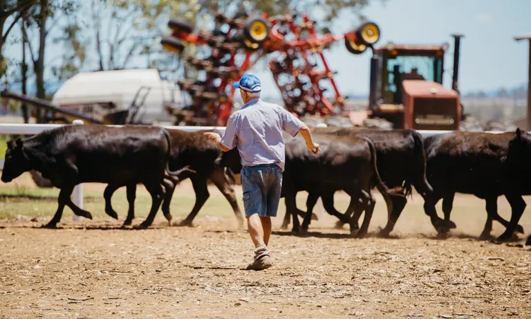 National cattle event brings industry experts to Wagga