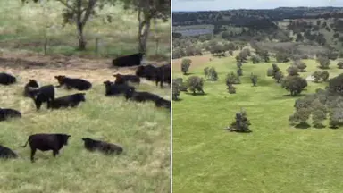 Adelaide Hills farmers fear mega data centre could destroy rural landscape