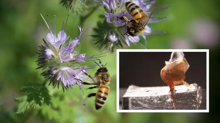 Bee stings: Macquarie University discovers incredible venom technique of stinger in new study