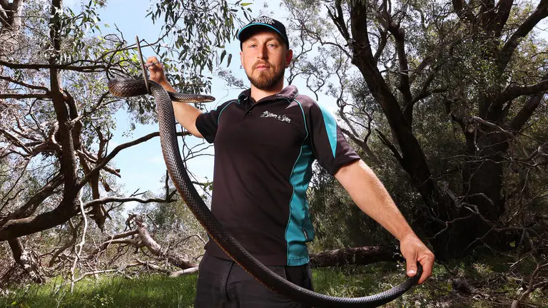 Snakes in WA: New study outlines top 10 snake spots as Perth Snake catcher Marcus Cosentino