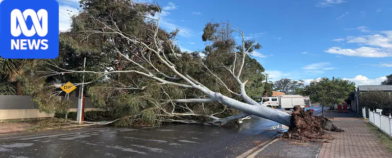 Severe storm with hail brings trees down across Adelaide
