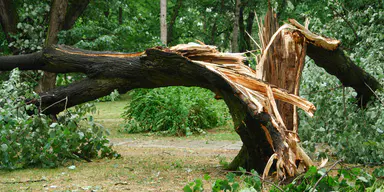 Tree vandals face $500,000 penalties
