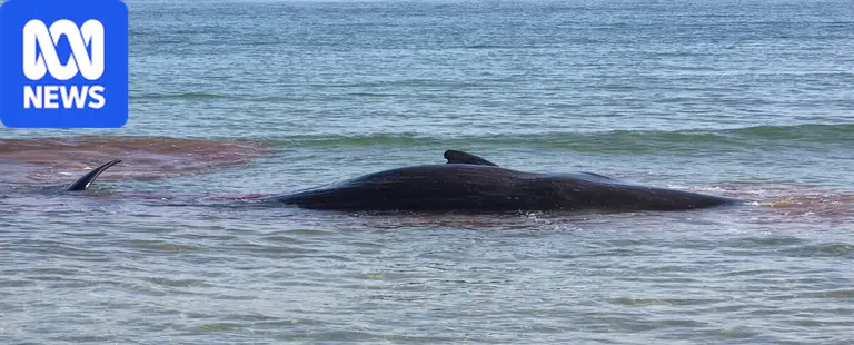 Sperm whale dies after stranding in Tasmania's north-west