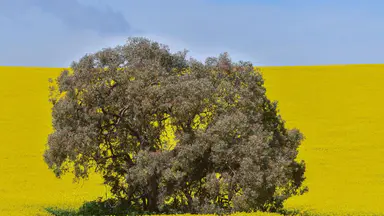 It was all yellow: bumper canola crop after tough start