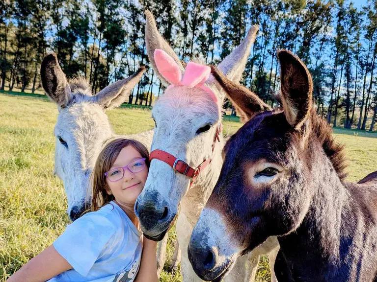 My three donkeys
