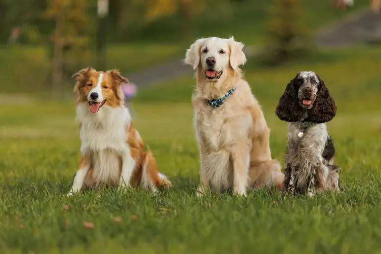 Do you own Mosman’s top dog? The search is on for our most loveable pooch!