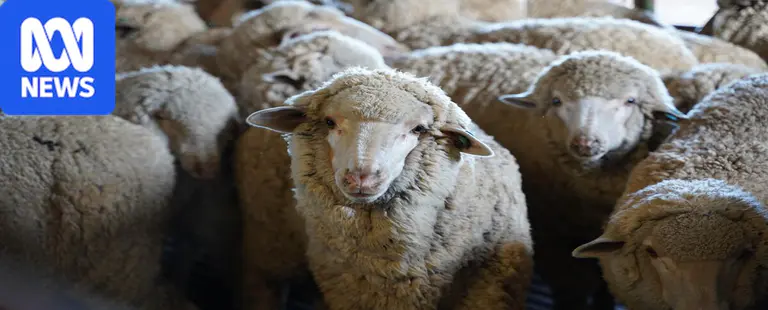 Farmer devastated after dog attack leaves 40 lambs dead