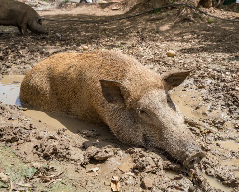 Trapping tech tips to tackle feral pigs