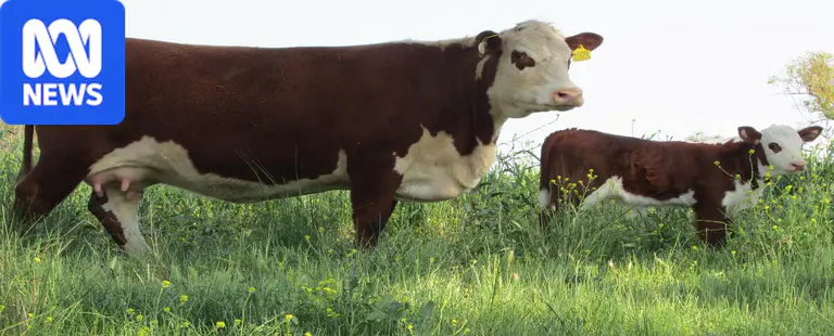 Black beats brown as marketing changes the makeup of Australian cattle herd