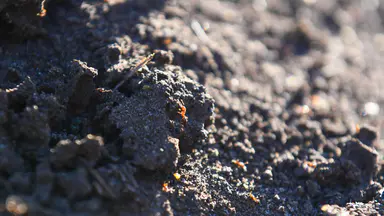 Super pest' fire ant nest found in logistics warehouse
