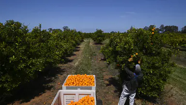 Backpacker visa cuts spark fears of rotting crops