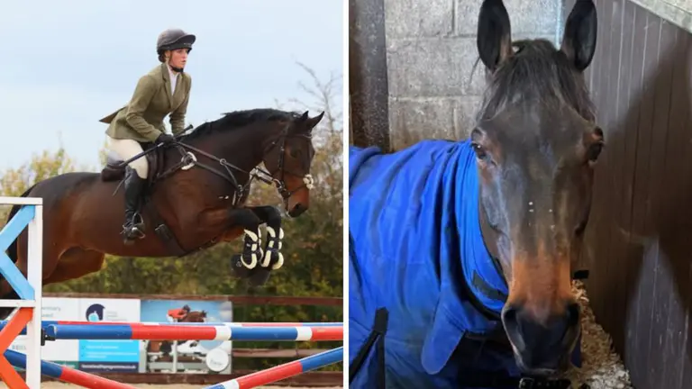 Tinks Walker: Olympic hopeful thrown through windscreen as prize-winning horse killed in crash with car