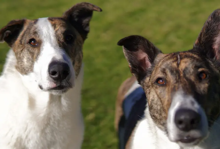 RSPCA’s pets of the week: Meet Chop, Mopsey and Ebony